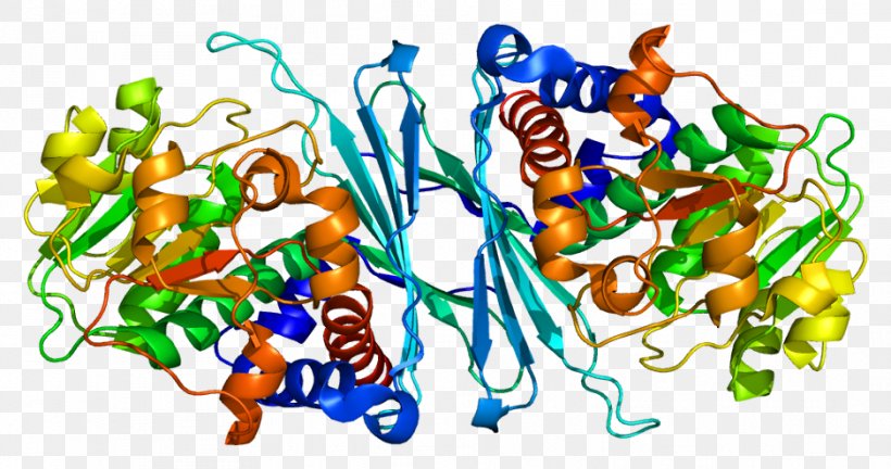 CRYM Protein Gene Ornithine Cyclodeaminase Crystallin, PNG, 938x495px, Protein, Art, Artwork, Crystallin, Dna Download Free