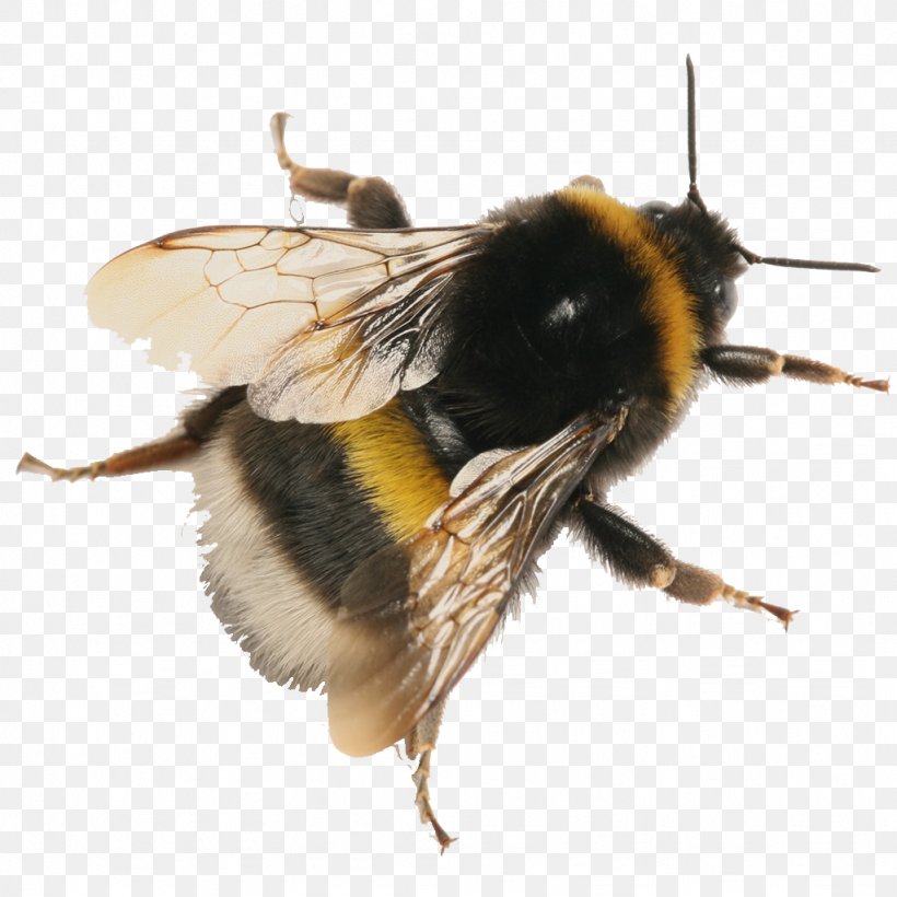 Honey Bee Buff-tailed Bumblebee Photography Bombus Pascuorum, PNG, 1024x1024px, Honey Bee, Arthropod, Bee, Bombus Lucorum, Bombus Pascuorum Download Free