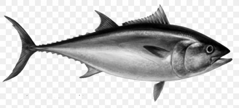 Thunnus Atlantic Bluefin Tuna Fishing Sushi, PNG, 1300x587px, Thunnus, Atlantic Blue Marlin, Atlantic Bluefin Tuna, Black And White, Bluefin Tuna Download Free