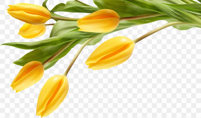 Tulip Artificial Flower Desktop Wallpaper Yellow, PNG, 1280x751px, Tulip, Artificial Flower, Arumlily, Bud, Cut Flowers Download Free