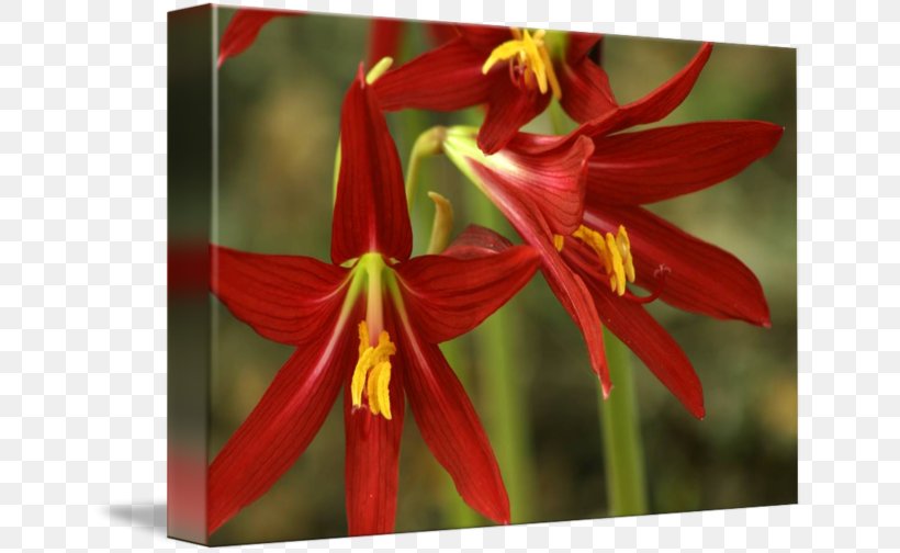 Amaryllis Jersey Lily Belladonna Close-up Daylily, PNG, 650x504px, Amaryllis, Amaryllis Belladonna, Amaryllis Family, Belladonna, Closeup Download Free