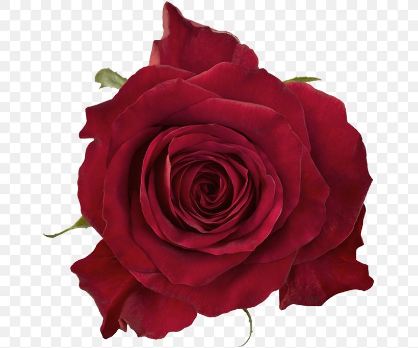 Garden Roses Cabbage Rose Shymkent Floribunda Flower Bouquet, PNG, 682x682px, Garden Roses, Cabbage Rose, Cut Flowers, Flores De Corte, Floribunda Download Free