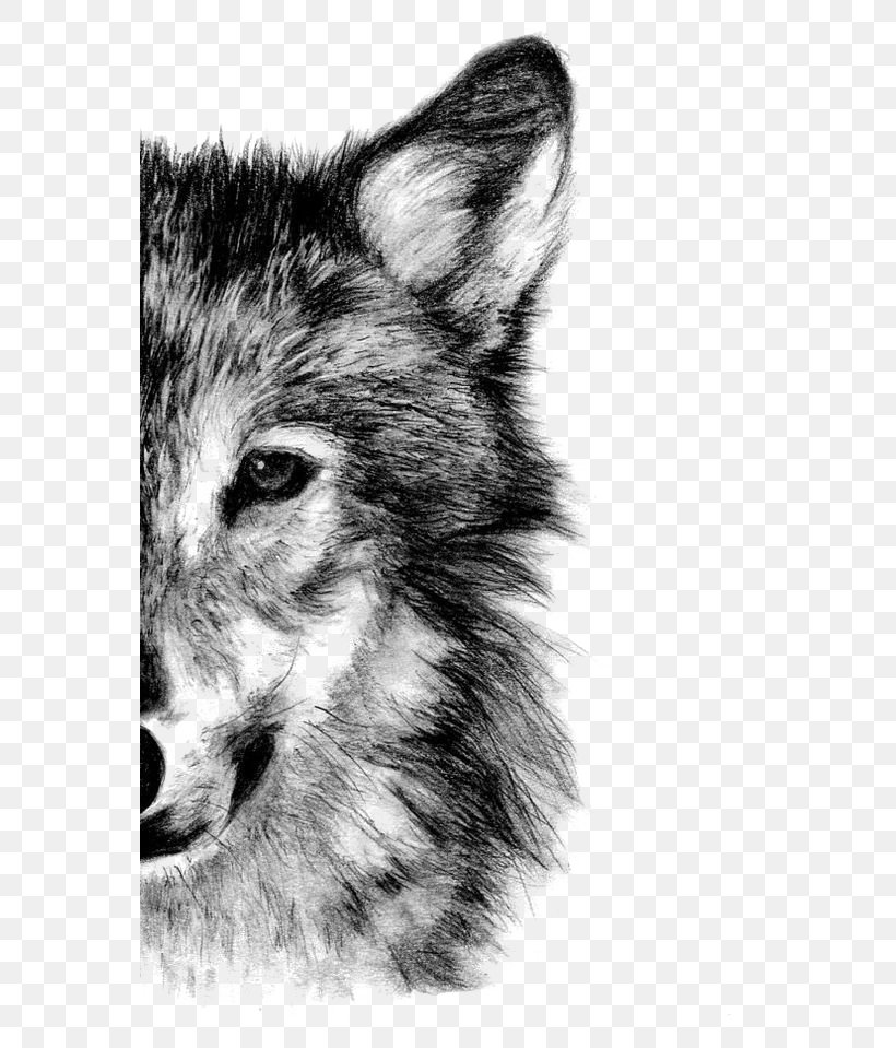 cool wolf drawings in pencil