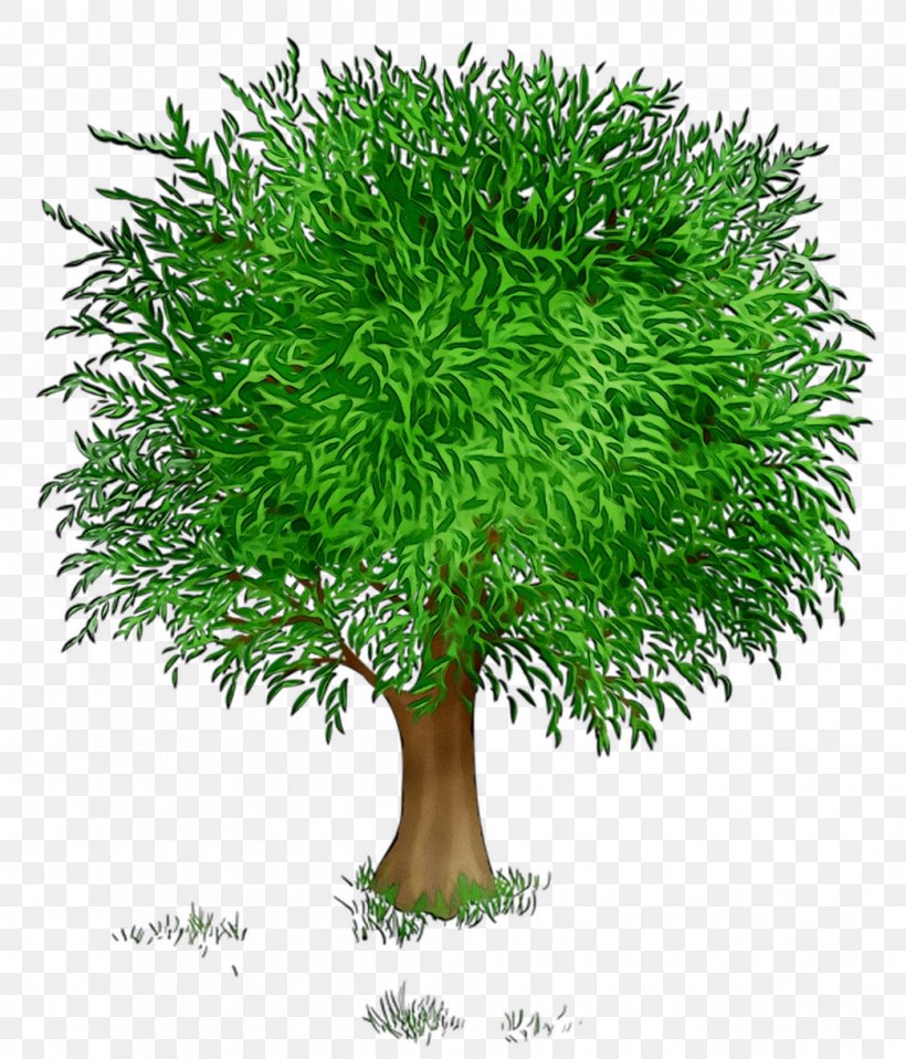 Information Castle Flowerpot Evergreen Group Houseplant, PNG, 1044x1220px, Information, American Larch, Aptitude, Branch, Branching Download Free
