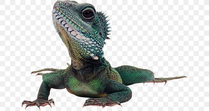 Lizard Reptile Komodo Dragon Common Iguanas, PNG, 650x436px, Lizard, Agama, Agamidae, Bearded Dragon, Chameleons Download Free