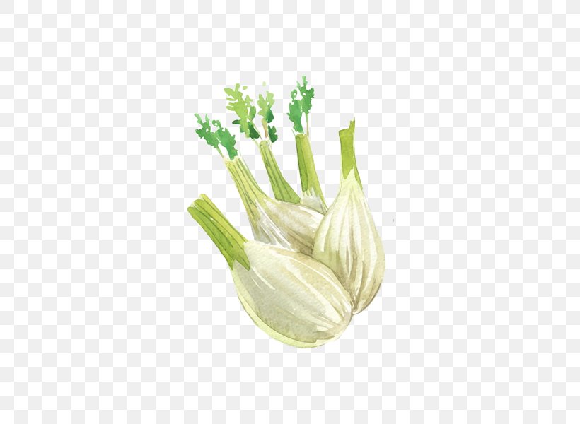 Onion Allium Fistulosum Garlic Watercolor Painting Illustration, PNG, 600x600px, Onion, Allium, Allium Fistulosum, Alternative Medicine, Drawing Download Free