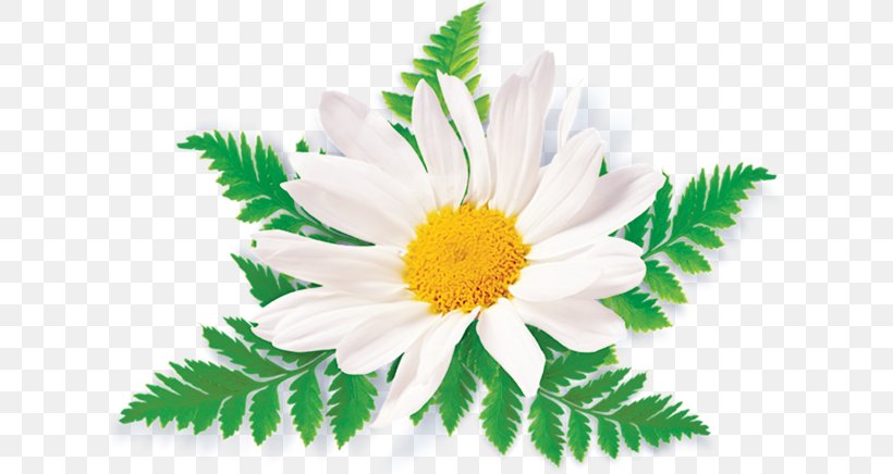 Clip Art Chamomile Openclipart Image, PNG, 620x436px, Chamomile, Annual Plant, Aster, Chamaemelum Nobile, Chrysanths Download Free