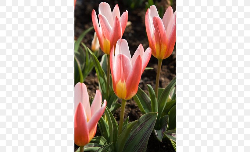 Tulipa Greigii Bulb Hyacinth Vase Amaryllis, PNG, 500x500px, Bulb, Amaryllis, Com, Decorative Arts, Flower Download Free