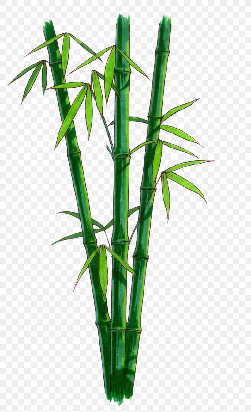 Bamboo Clip Art, PNG, 1000x1639px, Bamboo, Flowerpot, Grass, Grass Family, Idea Download Free