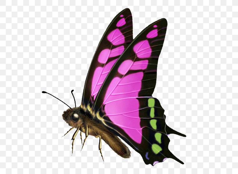 Butterfly Royalty-free Computer Software, PNG, 600x600px, Butterfly, Arthropod, Brush Footed Butterfly, Computer Software, Information Download Free