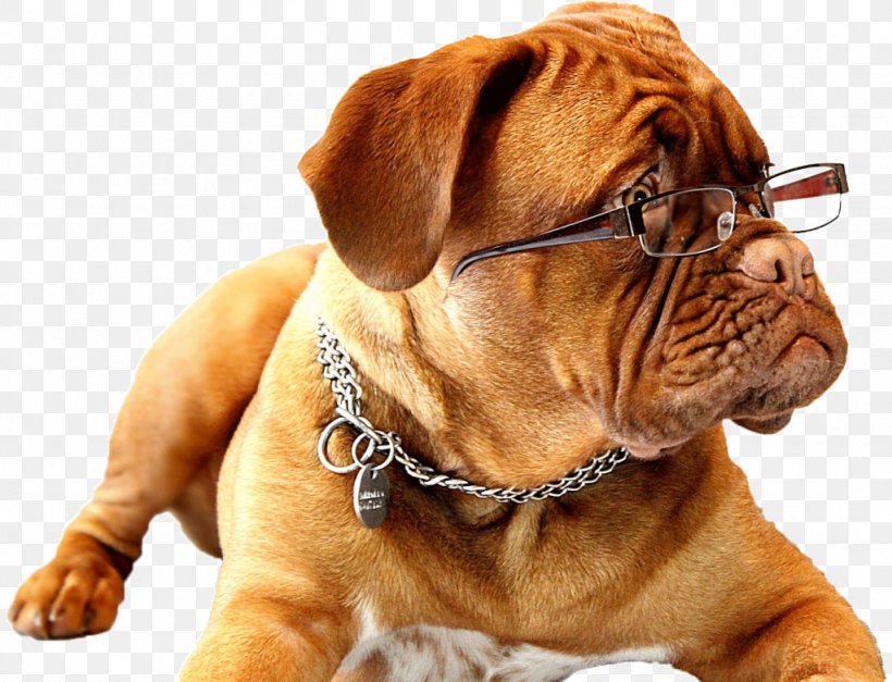 English Mastiff Pet Sitting Working Dog Puppy, PNG, 1024x784px, English Mastiff, Bark, Bullmastiff, Carnivoran, Companion Dog Download Free