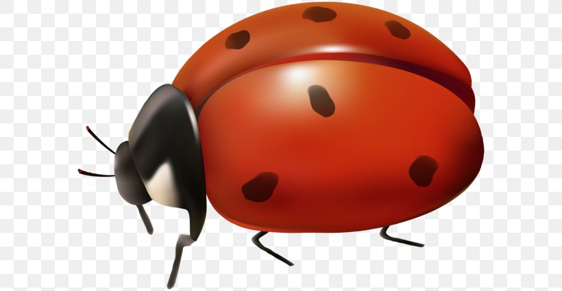 Ladybird Desktop Wallpaper Clip Art, PNG, 600x425px, Ladybird, Animation, Art Museum, Arthropod, Beetle Download Free