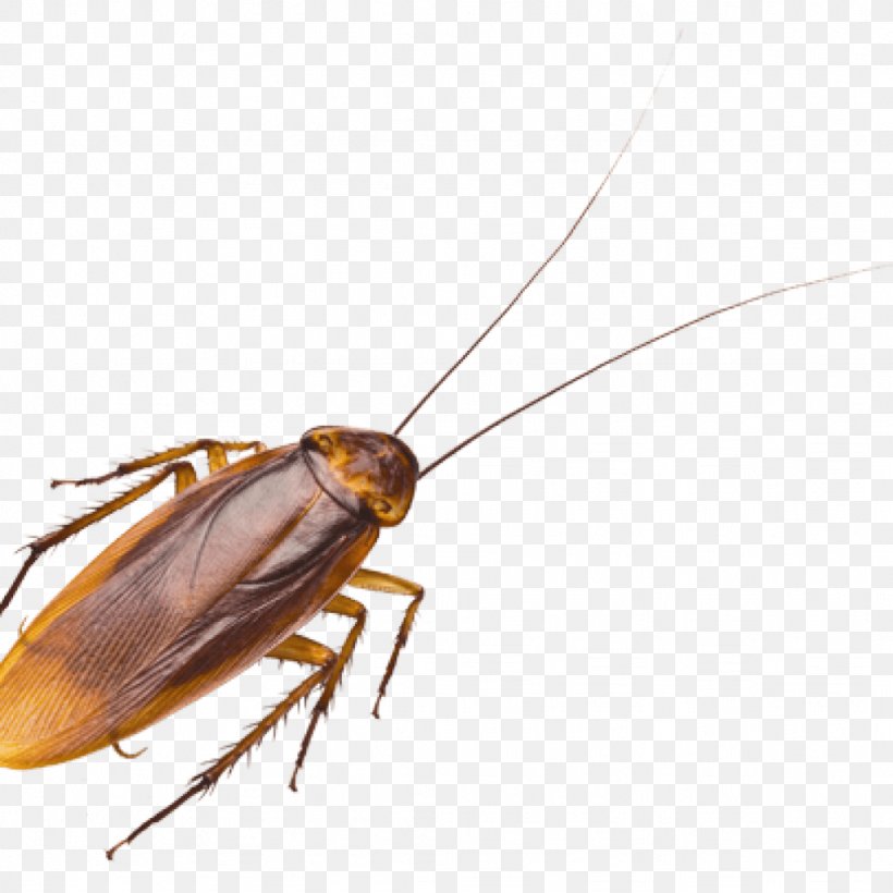Oriental Cockroach Pest Control Termite, PNG, 1024x1024px, Cockroach, Arthropod, Blattodea, Fauna, Insect Download Free