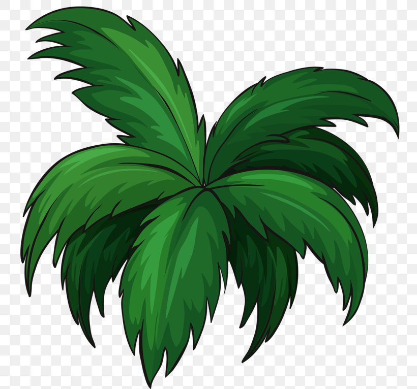 Shore Coconut Vector Graphics Beach Palm Trees, PNG, 800x766px, Shore, Beach, Coast, Coconut, Leaf Download Free