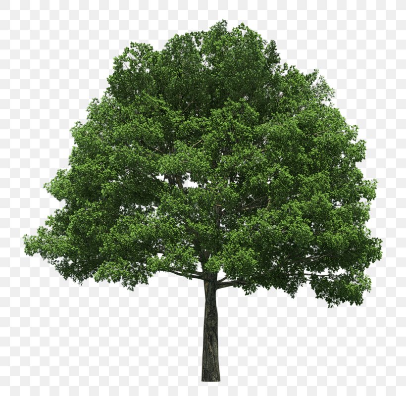 Tree Clip Art, PNG, 800x800px, Tree, Branch, Camera, Display Resolution, Leaf Download Free