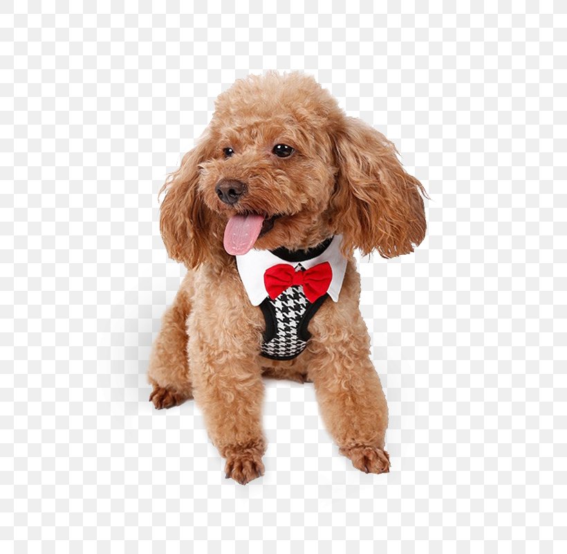 Dog Collar Cat Puppy Dog Harness, PNG, 800x800px, Dog, Carnivoran, Cat, Cavapoo, Clothing Download Free