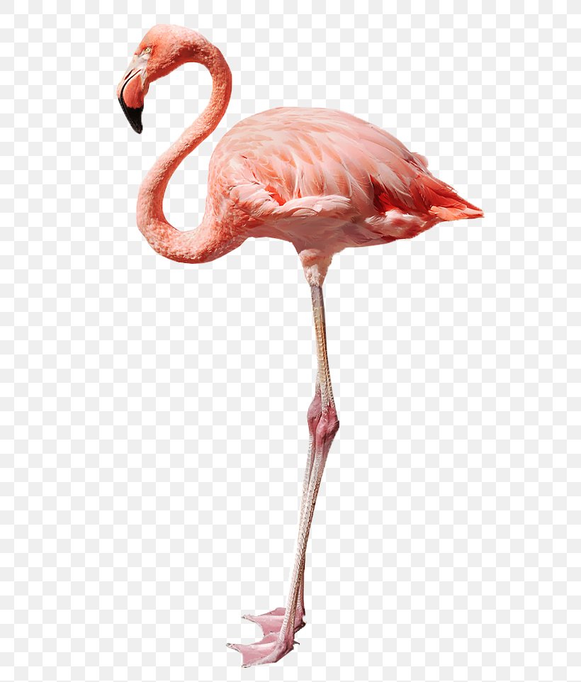 Flamingo Stock Photography Royalty-free, PNG, 588x962px, Flamingo, Art, Beak, Bird, Neck Download Free