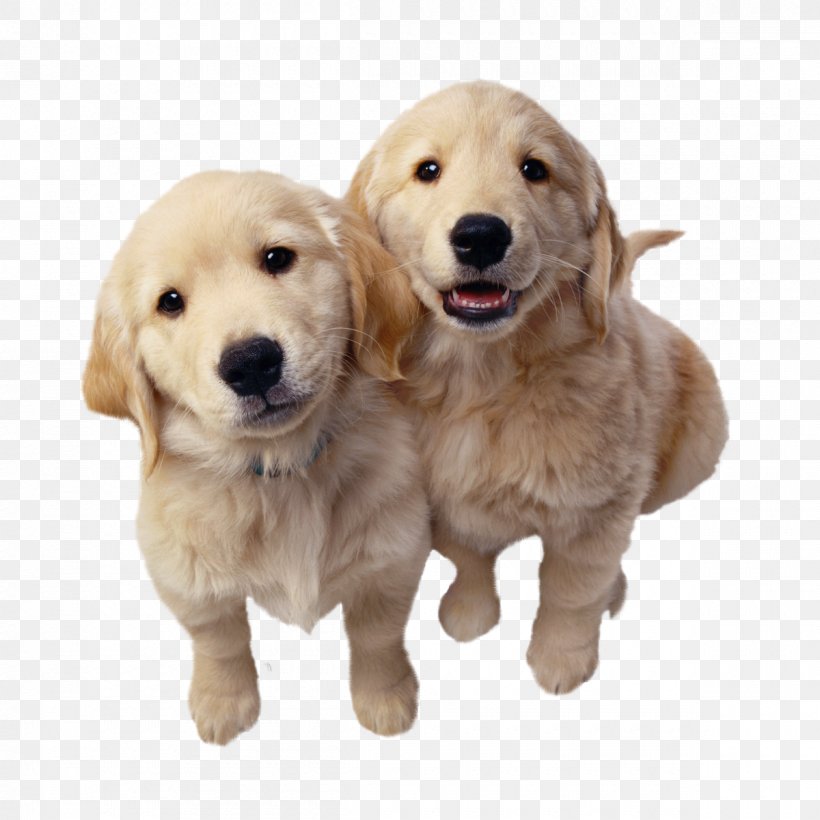 Golden Retriever Puppy Labrador Retriever Dachshund Labradoodle, PNG, 1200x1200px, Golden Retriever, Breed, Carnivoran, Cat, Companion Dog Download Free