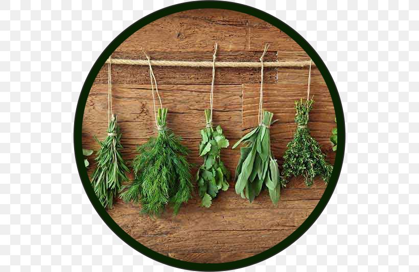 Herb Pianta Aromatica Dill Culinary Arts Hors D'oeuvre, PNG, 534x533px, Herb, Basil, Catering, Cooking, Culinary Arts Download Free