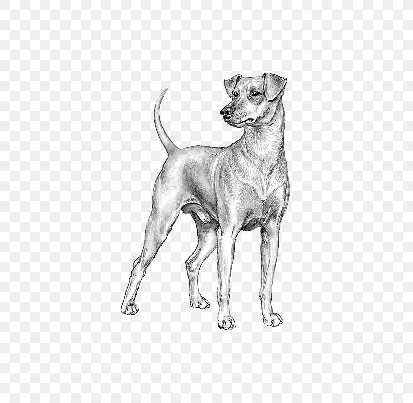 Italian Greyhound German Pinscher Miniature Pinscher Norwegian Buhund Standard Schnauzer, PNG, 800x800px, Italian Greyhound, Black And White, Breed, Breed Standard, Carnivoran Download Free