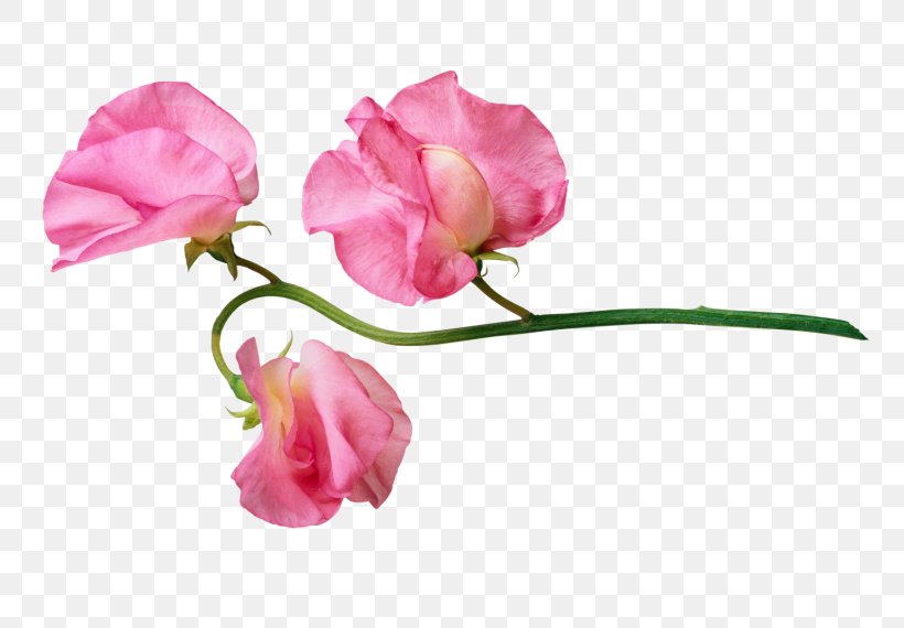 Flower Image Clip Art Petal, PNG, 800x570px, Flower, Botany, Bud, Cut Flowers, Everlasting Sweet Pea Download Free