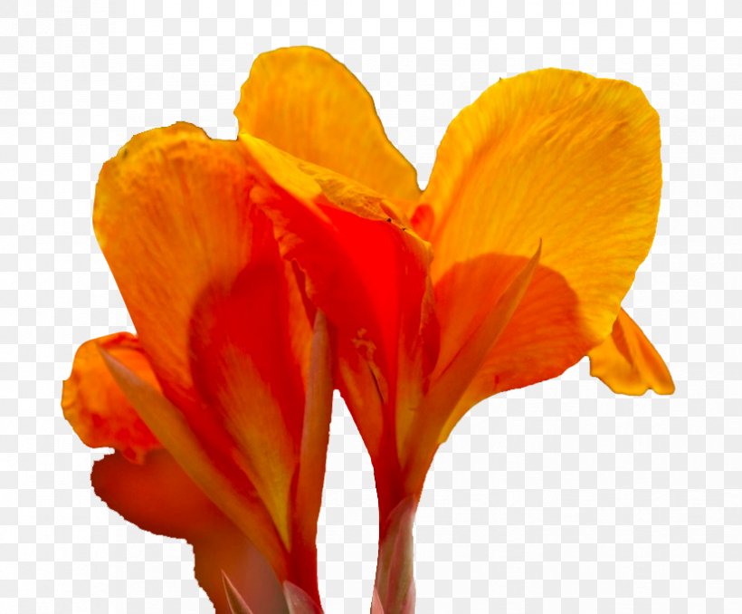 Canna Flower Icon, PNG, 826x683px, Canna, Canna Family, Canna Lily, Cannabis, Flower Download Free