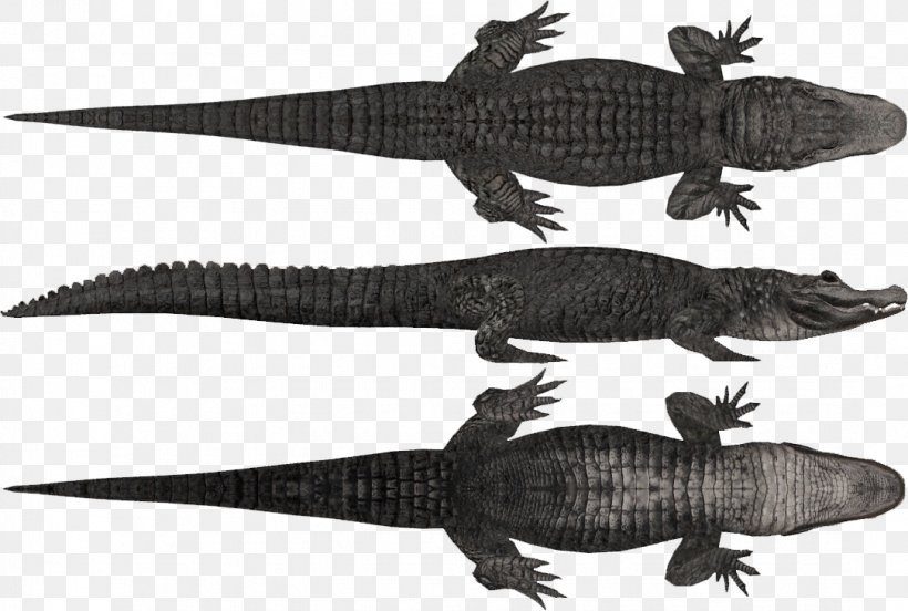 Crocodile Gharial Chinese Alligator Zoo Tycoon 2 Caiman, PNG, 1084x731px, Crocodile, Alligator, Alligators, American Alligator, Amphibian Download Free