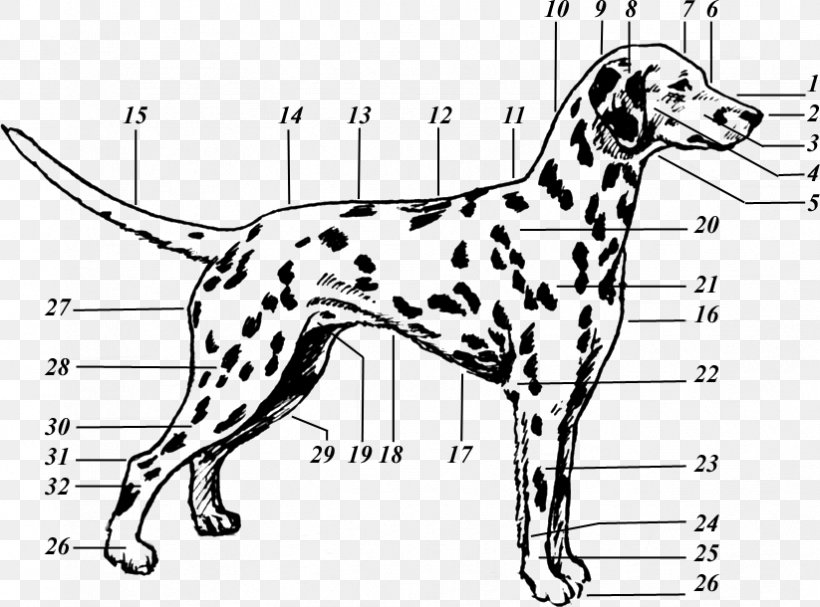 Dalmatian Dog Drawing Puppy The 101 Dalmatians Musical Canine Terminology, PNG, 823x610px, 101 Dalmatians Musical, Dalmatian Dog, Area, Black And White, Carnivoran Download Free