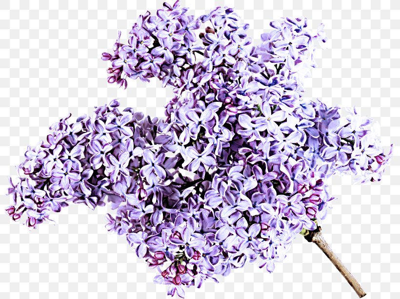 Lavender, PNG, 800x614px, Lavender, Cut Flowers, Flower, Flowering Plant, Lilac Download Free