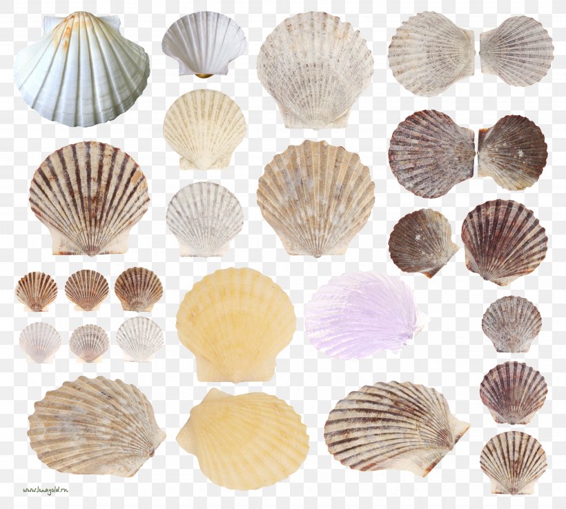 Cockle Clam Seashell Conchology, PNG, 2649x2385px, Cockle, Clam, Clams Oysters Mussels And Scallops, Conch, Conchology Download Free