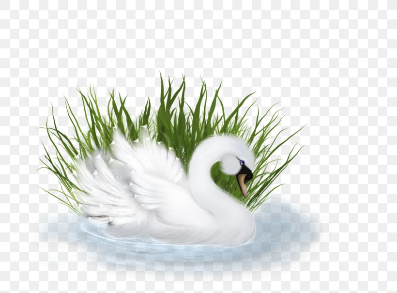 Duck Image Clip Art Photography, PNG, 800x605px, Duck, Beak, Bird, Cartoon, Drawing Download Free