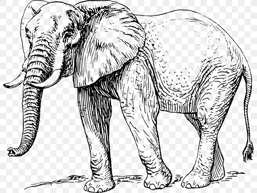 African Elephant Elephantidae Drawing Clip Art, PNG, 800x616px, African Elephant, Animal Figure, Art, Big Cats, Black And White Download Free