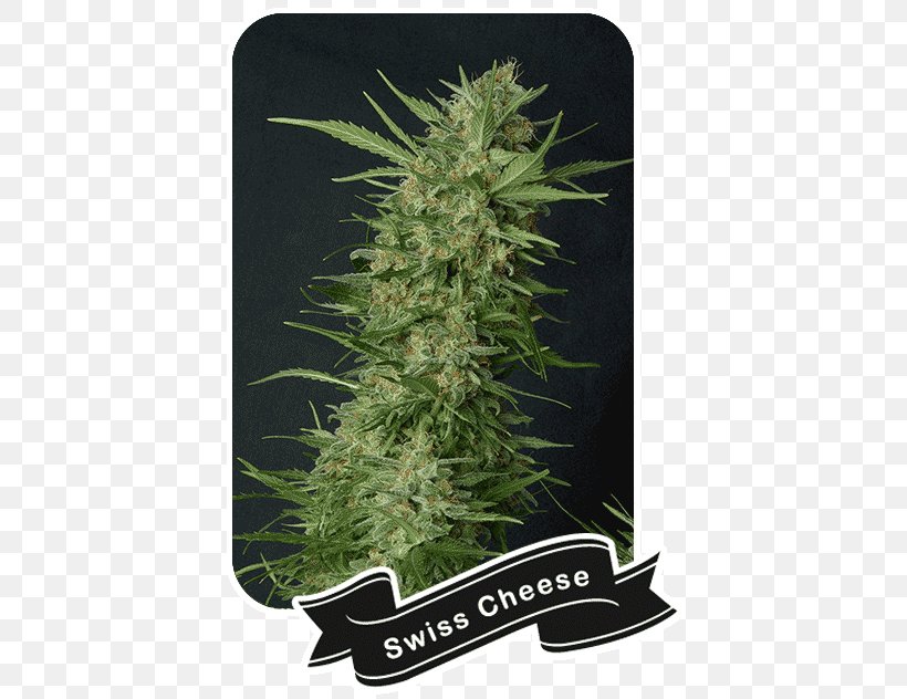 Cannabis Cultivation Cannabis Sativa Skunk Marijuana, PNG, 428x632px, Cannabis, Cannabis Cultivation, Cannabis Sativa, Cheese, Grass Download Free