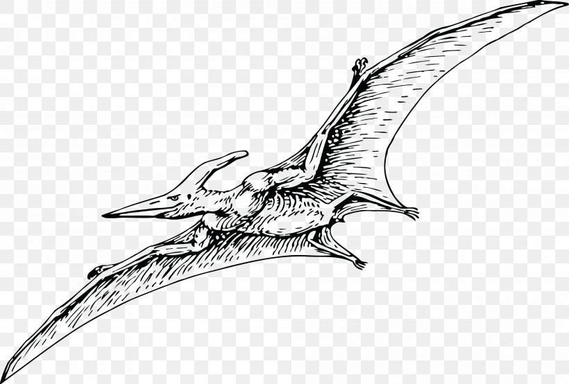 Pterodactyls Pteranodon Pterosaurs Fregatidae Dinosaur, PNG, 4000x2703px, Pterodactyls, Artwork, Beak, Bird, Black And White Download Free
