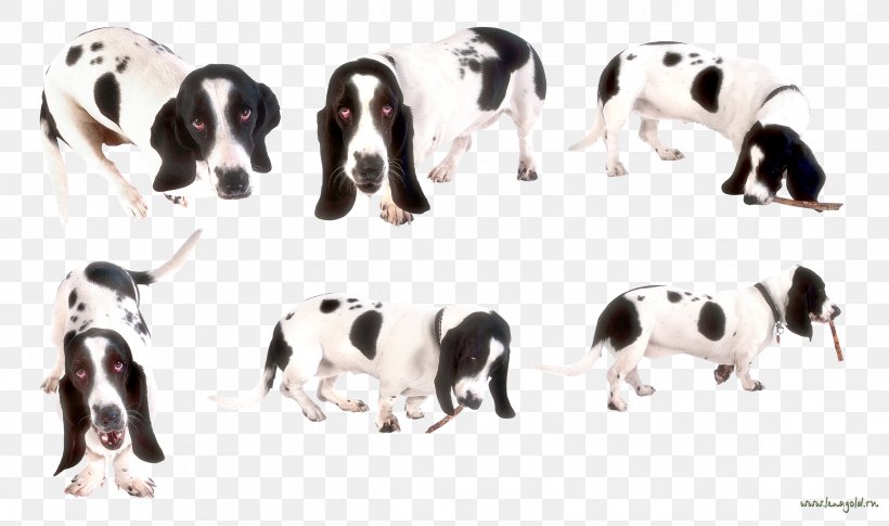 Dog Breed Great Dane Puppy Clip Art, PNG, 2399x1420px, Dog Breed, Breed, Carnivoran, Dog, Dog Like Mammal Download Free