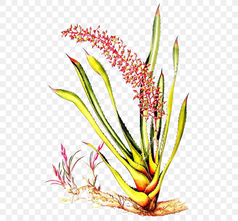 Flores Do Amazonas = Flowers Of The Amazon Forest: The Botanical Art Of Margaret Mee Amazon Rainforest Aechmea Illustration, PNG, 570x761px, Amazon Rainforest, Aechmea, Botanical Illustration, Branch, Bromeliads Download Free