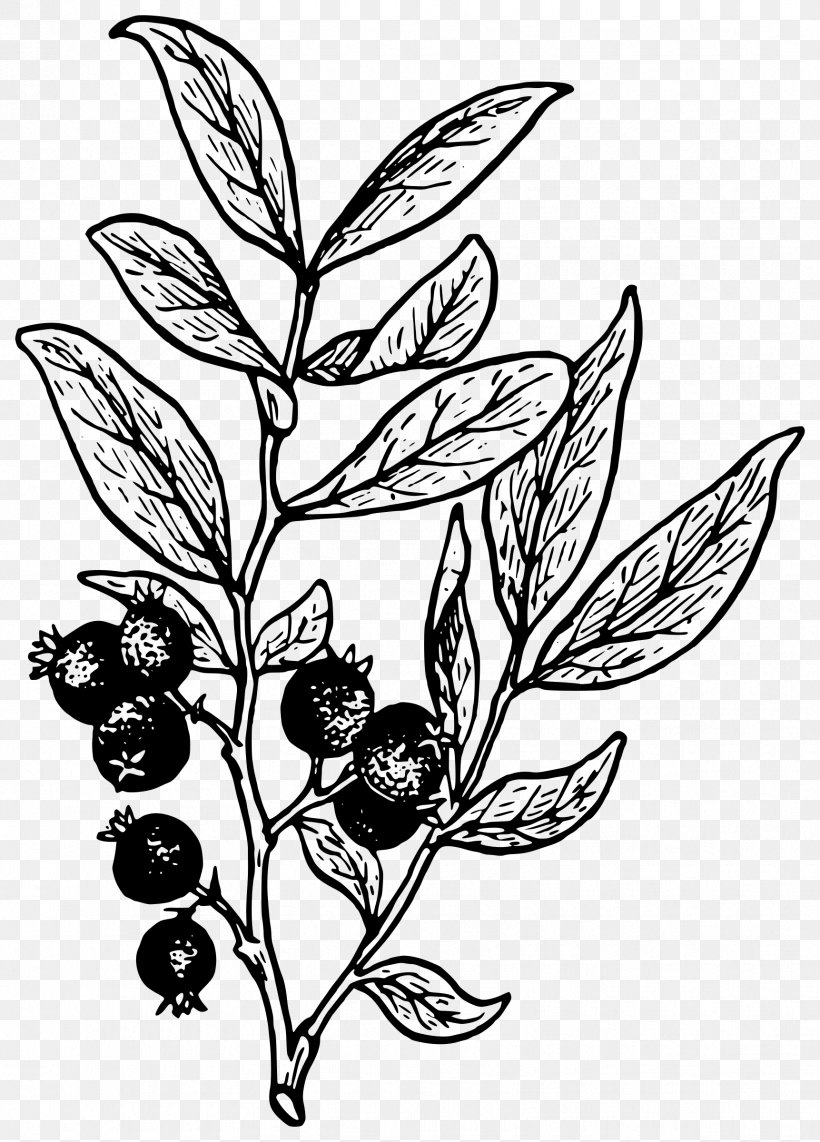 Huckleberry Clip Art, PNG, 1723x2400px, Huckleberry, Artwork, Berry, Black And White, Blueberry Download Free