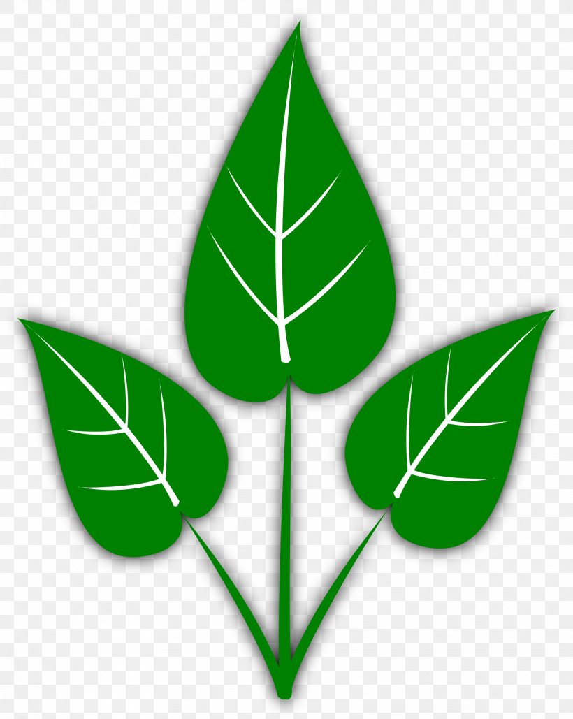 Leaf Aquatic Plant Capsicum Annuum Clip Art, PNG, 1912x2400px, Leaf, Alder, Aquatic Plant, Capsicum, Capsicum Annuum Download Free