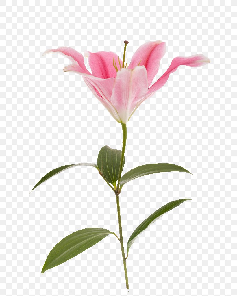 Lilium Flower Pink Red Yellow, PNG, 683x1024px, Lilium, Beach Rose, Bud, Color, Cut Flowers Download Free