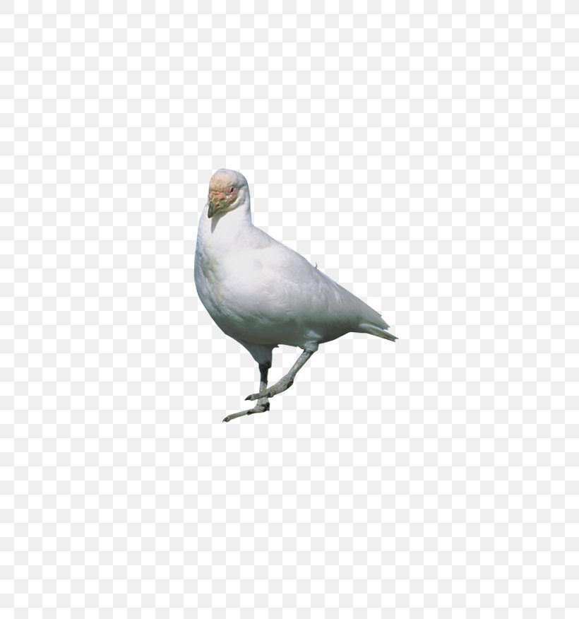 Rock Dove Stock Dove Flight Bird, PNG, 778x876px, Rock Dove, Beak, Bird, Columba, Fauna Download Free