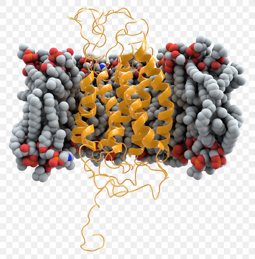 CCR5 Cell Membrane Mutation Receptor HIV, PNG, 1240x1264px, Cell Membrane, Aids, Bead, Ccr5 Receptor Antagonist, Ccr5delta 32 Download Free
