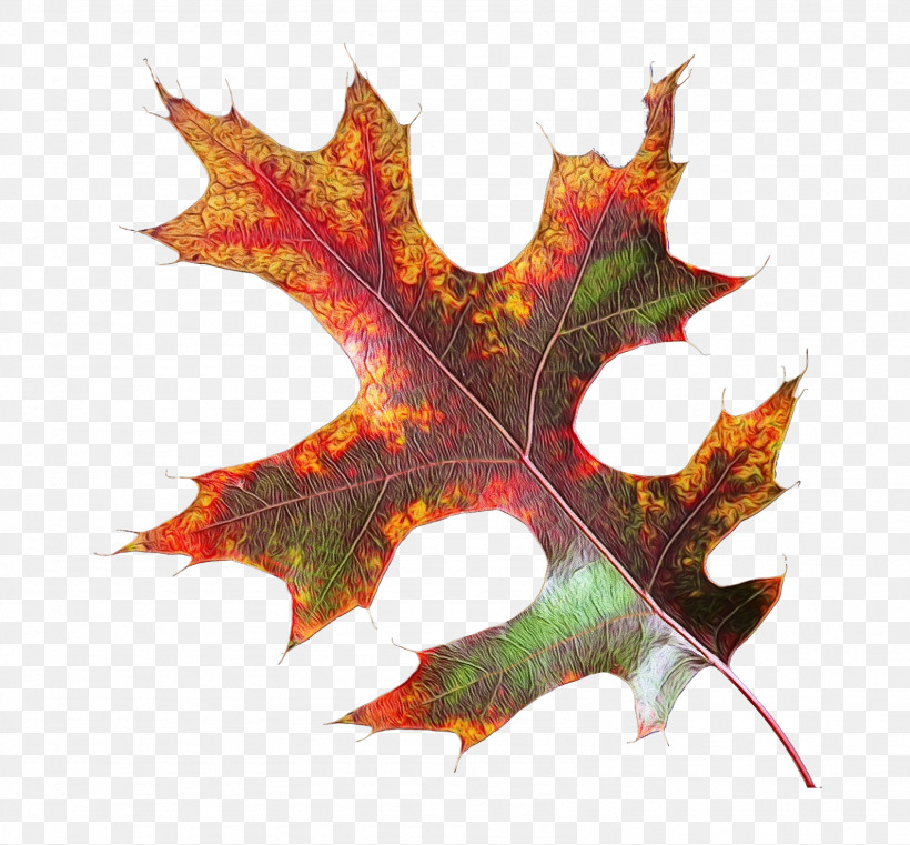 Maple Leaf, PNG, 1588x1474px, Watercolor, Autumn, Black Maple, Black Oak, Deciduous Download Free