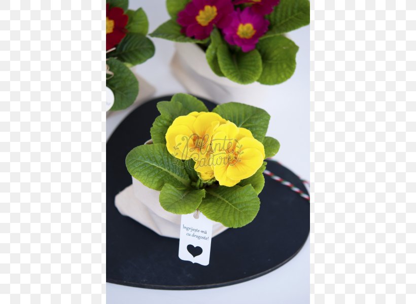 Primrose Flowerpot Artificial Flower, PNG, 800x600px, Primrose, Artificial Flower, Flower, Flowerpot, Plant Download Free