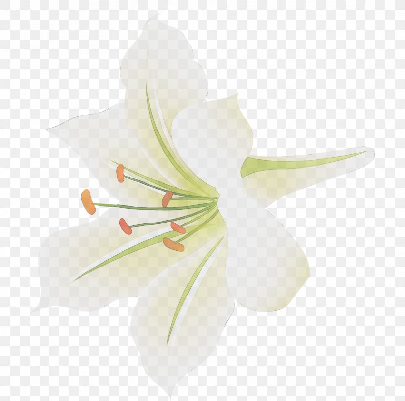 Amaryllis Jersey Lily Cut Flowers Plant Stem, PNG, 1873x1853px, Amaryllis, Amaryllis Belladonna, Amaryllis Family, Arum Lilies, Belladonna Download Free