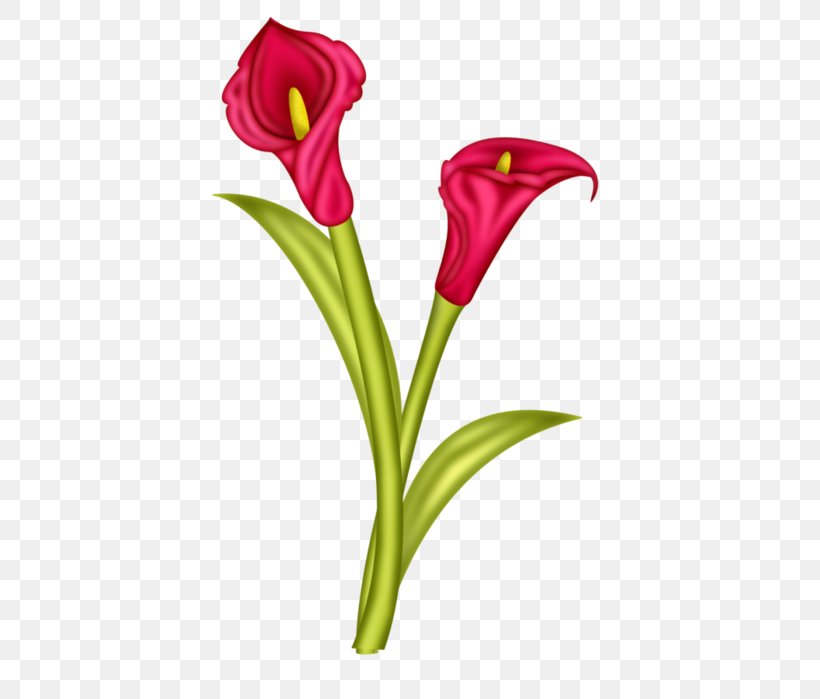 Arum-lily Flower Arum Lilies Zantedeschia Rehmannii Clip Art, PNG, 413x699px, Arumlily, Arum, Arum Lilies, Calla Lily, Cut Flowers Download Free