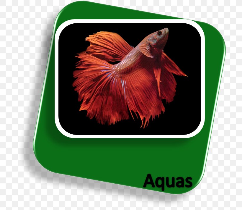 Siamese Fighting Fish Koi Goldfish Aquarium Fish Live, PNG, 716x710px, Siamese Fighting Fish, Anabantoidei, Aquarium, Bettas, Butterfly Koi Download Free