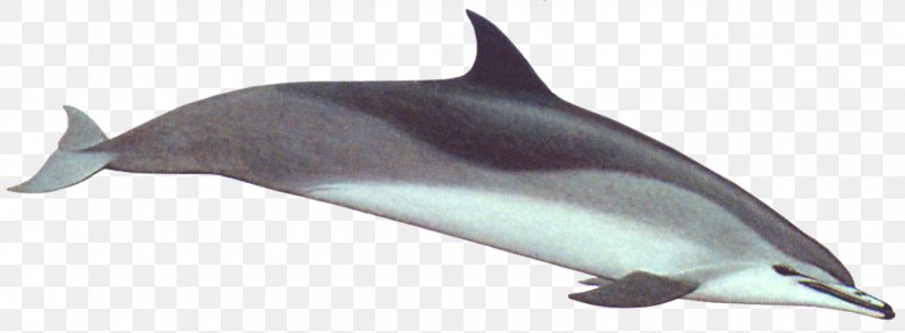 Spinner Dolphin Striped Dolphin Porpoise Rough-toothed Dolphin Tucuxi, PNG, 1425x526px, Spinner Dolphin, Animal, Animal Figure, Cetacea, Clymene Dolphin Download Free