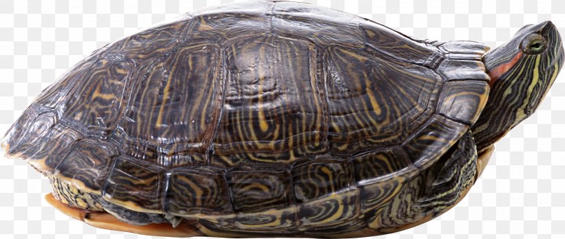 Turtle Wallpaper, PNG, 2382x1010px, Turtle, Animal, Box Turtle, Cap, Chelydridae Download Free