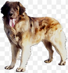 what is a rafeiro do alentejo breed dog