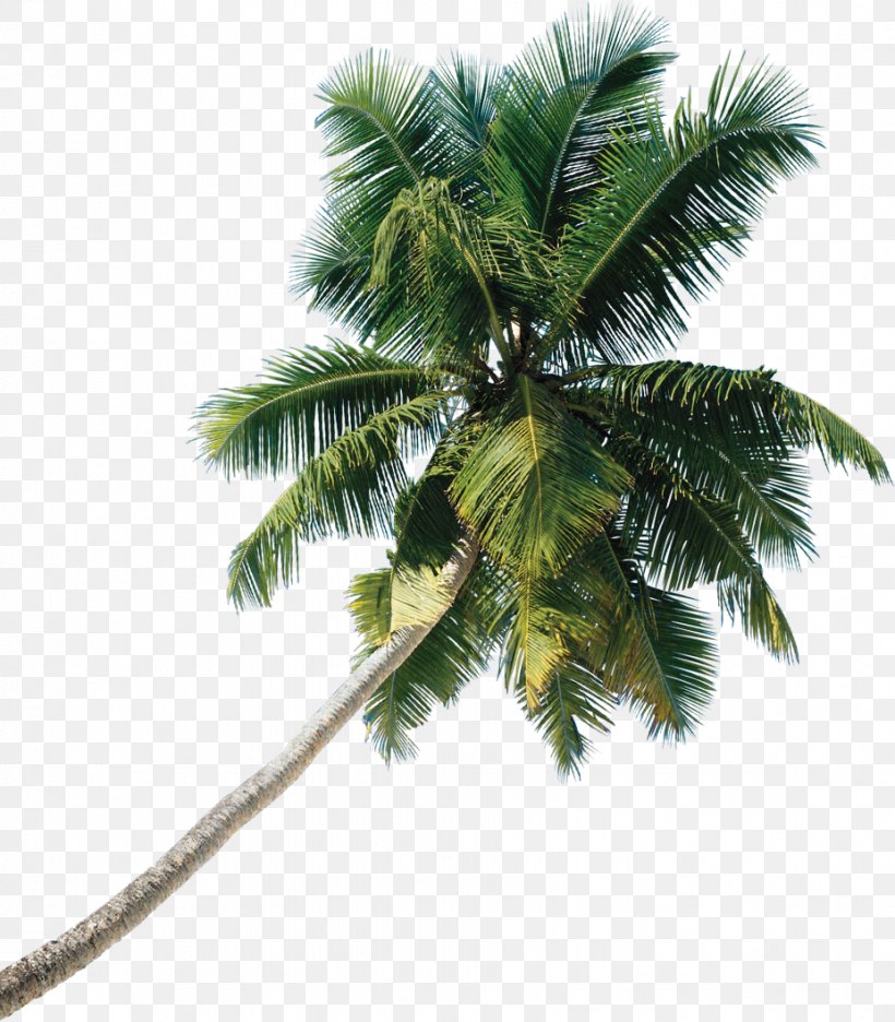 Asian Palmyra Palm Tree Coconut, PNG, 927x1059px, Asian Palmyra Palm, Arecaceae, Arecales, Borassus, Borassus Flabellifer Download Free